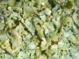 Xanthoparmelia stenophylla image