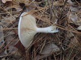 Clitocybe phyllophila image