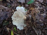 Clitocybe phyllophila image