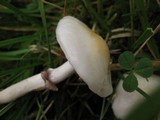 Stropharia albonitens image