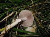 Stropharia albonitens image
