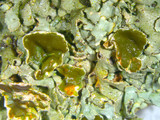 Xanthoparmelia stenophylla image