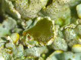 Xanthoparmelia stenophylla image