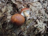Rhodocollybia butyracea image