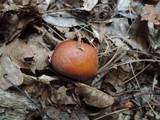 Rhodocollybia butyracea image