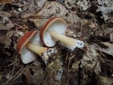 Rhodocollybia butyracea image