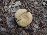 Lactarius deterrimus image