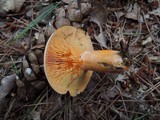 Lactarius deterrimus image