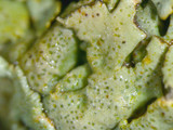 Xanthoparmelia stenophylla image