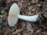 Russula vinacea image