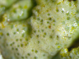 Xanthoparmelia stenophylla image