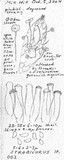 Strobilurus trullisatus image