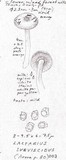 Lactarius subviscidus image