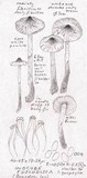Inocybe fuscodisca image