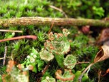 Cladonia pyxidata image