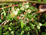 Cladonia pyxidata image