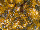 Xanthoparmelia stenophylla image