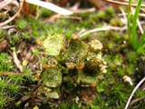 Cladonia pyxidata image