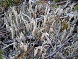 Cladonia acuminata image