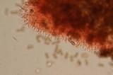 Psilocybe pelliculosa image