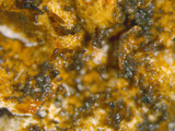 Xanthoparmelia stenophylla image