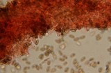 Psilocybe pelliculosa image