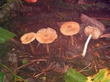 Entoloma rhodopolium image