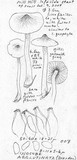 Inocybe agglutinata image