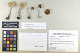 Inocybe agglutinata image