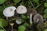 Rhodocybe hirneola image