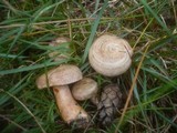 Lactarius quieticolor image