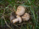 Lactarius quieticolor image