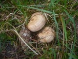Lactarius quieticolor image