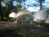 Oudemansiella mucida image