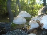 Oudemansiella mucida image