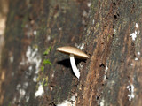 Bolbitius reticulatus image
