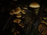 Alnicola melinoides image