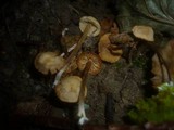 Alnicola melinoides image