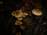 Alnicola melinoides image