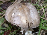 Amanita protecta image