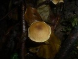 Alnicola melinoides image