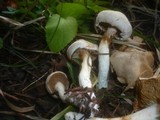 Cortinarius barbatus image