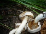 Cortinarius barbatus image