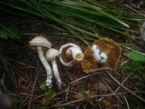 Cortinarius barbatus image