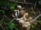 Cortinarius barbatus image