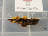 Calocera furcata image