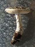 Amanita magniverrucata image