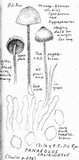 Panaeolus acuminatus image
