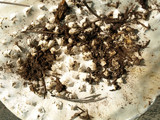 Amanita magniverrucata image