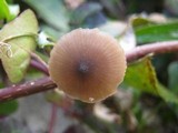Entoloma hebes image